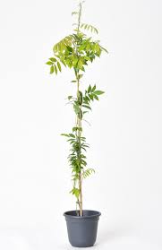 We pride ourselves on the different experience you will enjoy with prolific. Wisteria Sinensis Prolific Chinesischer Edelblauregen Prolific Gunstig Online Kaufen