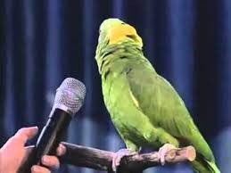 Bird Crying Like A Baby Video Unbelievable Singing Parrot Parrot Pet Birds Cute Birds