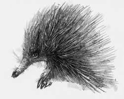 Echidna Seanbriggs Koala Drawing Animal Drawings Australian Native Animals