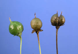 Image result for Scrophulariaceae