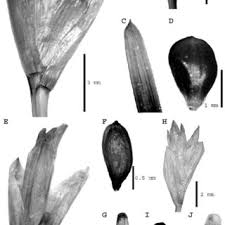 Image result for Kyllingiella microcephala