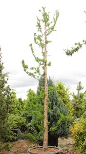 Image result for Taxodium