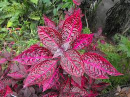 Image result for Iresine