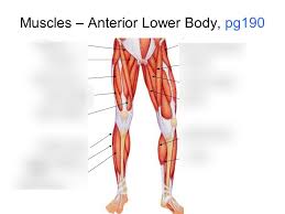 Female anatomy includes the external genitals, or the vulva, and the internal reproductive organs. Muscles Anterior Lower Body Diagram Quizlet