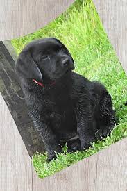 Black Lab Blanket 3blp Labrador Blanket Duck Dog Labrador Decor Hunting Dog Sherpa Dog Blanket Black La Personalized Dog Gift Dog Blanket Black Lab