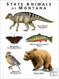 Image result for Passerina montana