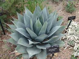 Your trusted local florist in austin. 5 Plants You Ll See Everywhere When You Move To Austin Tx Sparefoot Moving Guides