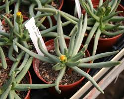 Image result for Hereroa