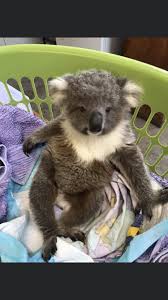 Pin By Minna Soini Kivari On Koalas In 2020 Cute Baby Animals Cute Funny Animals Koala Marsupial