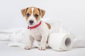 What Can You Give A Dog For Constipation Pet Life Today