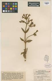 CPNWH Search Results