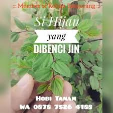 Mbah demang,mbah driyo dan mbah radi. Bibit Pohon Bidara Arab Sidr Bukan Apel India Lazada Indonesia