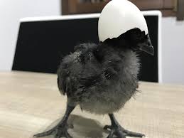 Hai mai pensato di far nascere i pulcini da semplici uova. Quando Usare La Chioccia Artificiale Per Pulcini E Perche