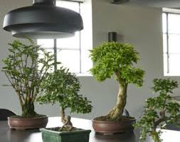 How do you trim a bonsai tree? 5 Reasons Why Your Bonsai Tree Is Dying How To Revive It