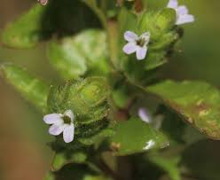 Image result for Hygrophila uliginosa