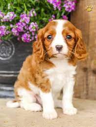 Living with us in our home we normally keep only a handful of select cavalier king charles spaniels, all of whom have been thoroughly tested by veterinary specialists for the health problems that affect the breed. Cavalier King Charles Spaniel Puppies In Pennsylvania