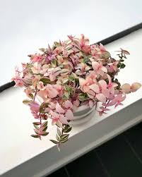 Maybe you would like to learn more about one of these? Olivra Homedecor On Instagram Callisia Repens Variegata More Commonly Know As Variegated Turtle Vine S Cactus House Plants Pink Succulents Indoor Plants