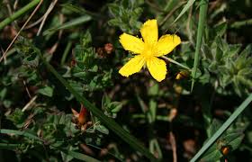 Image result for Hypericum aethiopicum