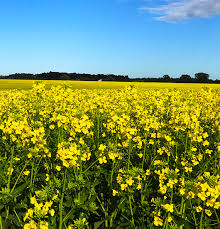 Notes from the In-Season Update 2020