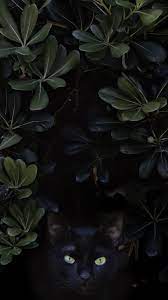 Black Cat In The Bushes Black Cat Aesthetic Cat Aesthetic Cats