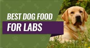 If you have a lab puppy, you will need the best puppy food for labs, which is why we recommend the royal canin labrador retriever puppy food. Best Dog Food For Labs Labrador Retrievers Top 6 Reviews