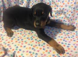 We love our dobermans and treat them as members of our family and hope that our puppies become loving companions to your family. Akc Doberman Pinscher Puppies For Sale In Las Vegas Nevada Classified Americanlisted Com