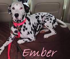Adopt Ember On Petfinder Dalmatian Rescue Dalmatian Dalmatian Dogs