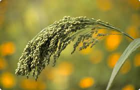 Image result for Corchorus saxatilis