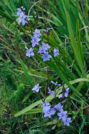 Image result for Aristea ecklonii