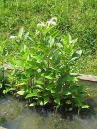 维基百科- Wikipedia