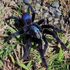 Image result for Holothrix pleistodactyla