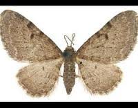 Image result for Eupithecia trisignaria