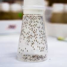Getting Rid Of Fruit Flies Thriftyfun