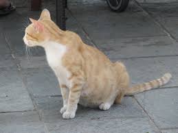 The fertilized egg, called a zygote, begins to divide, and by the sixth day starts to develop a digestive system and placenta forms. How To Tell If Your Cat Is Pregnant 5 Tell Tale Signs Care Com