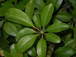 Image result for Araliaceae