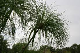 Image result for Cyperus tenax