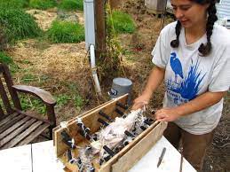 Do It Yourself Low Tech Chicken Plucker Chicken Plucker Chickens Backyard Chicken Farmers