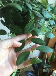 Campanulate) while others have unbearable scent; Anyone Know This Species Unfortunately It S Not In Bloom And I M At A Loss Hoyas
