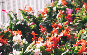 Follow the label directions for how much and how often to feed. How To Get Your Christmas Cactus To Rebloom Tallahassee Nurseries Tallahassee S Premier Garden Center Landscaping