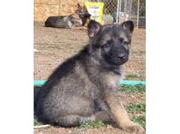 Their puppies are exclusively german bloodlines originating from von arlett with the main branch. German Shepherd Puppies In Arizona