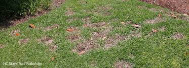 Spring dead spot, brown patch disease, and dollar spot are very common fungal diseases that usually cause slow growth and thinning in the turf. Dollar Spot Lawn Disease Milorganite