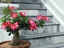 Check spelling or type a new query. La Rosa Del Desierto