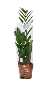 Image result for Zamiokulkas Zamioculcas