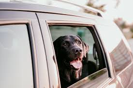 Since 1988, we have served families throughout the community. Houston Vet Clinics Go Curbside Postpone Elective Surgeries Amid Coronavirus Pandemic