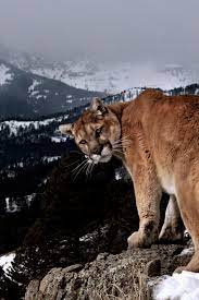 Mountain Lion C Cxs Wild Cats Animals Wild Animals Beautiful