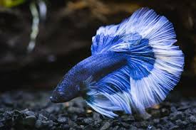 650 Betta Fish Names For All Different Types And Colors Betta Fish Freshwater Aquarium Fish Betta