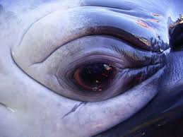 Résultat de recherche d'images pour "whale eye"