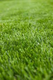 What Is Cool Grass Learn About Cool Season Turf Grasses And Ornamentals Shade Tolerant Grass Grass Seed For Shade Shade Grass
