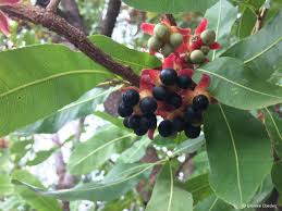 Image result for Ochna