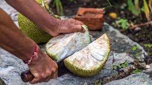 It is difficult to appreciate the size of the giant sequoias because neighboring trees are so large. Jackfruit The Vegan Sensation That Saved Sri Lanka Bbc Travel